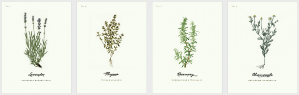 ilustracje botaniczne do wydrukowania